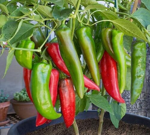 Red Green Pepper Seeds – Heirloom, Non-GMO, High Germination Organic Garden Seeds Planting