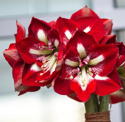red white flower seeds