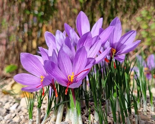 Violet Saffron Flower Seeds for Planting – Heirloom, Non-GMO, High Germination Organic Garden Seeds