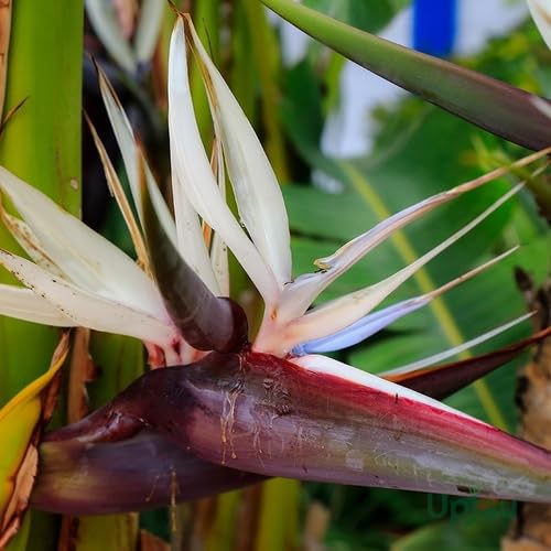 White Strelitzia Flower Seeds Heirloom Non-GMO High Germination Organic Garden Seeds for Planting