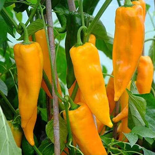 Yellow Pepper Vegetables Seeds – Heirloom, Non-GMO, High Germination Organic Garden Seeds Planting