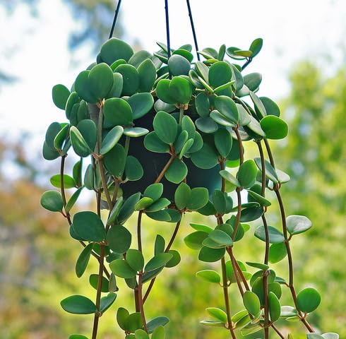green peperomia flower seeds