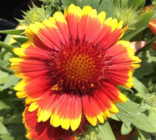 Red Yellow Lorenziana Flower Seeds for Planting – Heirloom Non-GMO High Germination Organic Garden Seeds