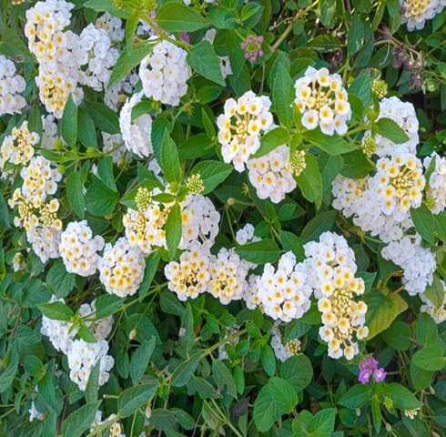 White Lantana Flower Seeds Heirloom Non-GMO High Germination Organic Garden Seeds for Planting