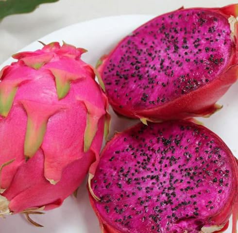 Pink Dragon Seeds – Heirloom, Non-GMO, High Germination Organic Garden Seeds