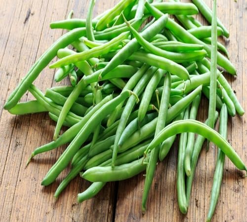 Green Bean Seeds – Heirloom, Non-GMO, High Germination Organic Garden Seeds Planting