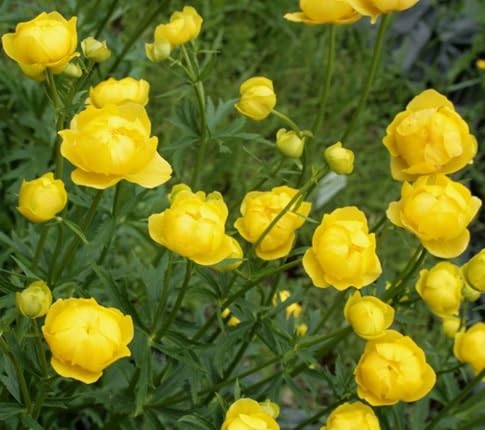 Trollius Flower Seeds – Heirloom, Non-GMO, High Germination Organic Garden Seeds for Planting