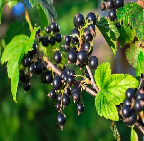 Black Ribes Nigrum Seeds – Heirloom, Non-GMO, High Germination Organic Garden Seeds
