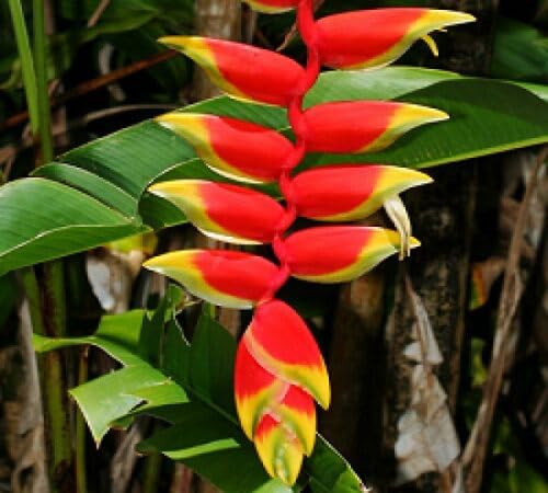 Yellow Red Heliconia Flower Seeds – Heirloom Non-GMO High Germination Seeds