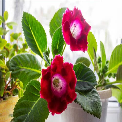 Semillas de flor de gloxinia roja - Semillas orgánicas de polinización abierta sin OMG de alta germinación para plantar en el jardín