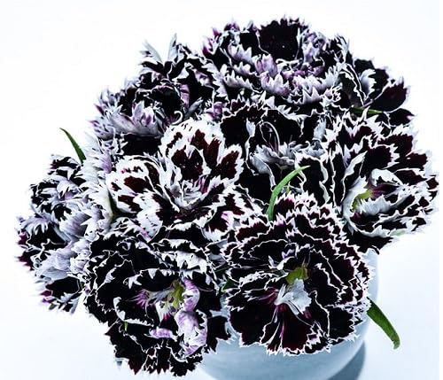 Semilla de flores de dianthus blanco y negro – Herencia, sin OMG, semillas de jardín orgánicas de alta germinación para plantar