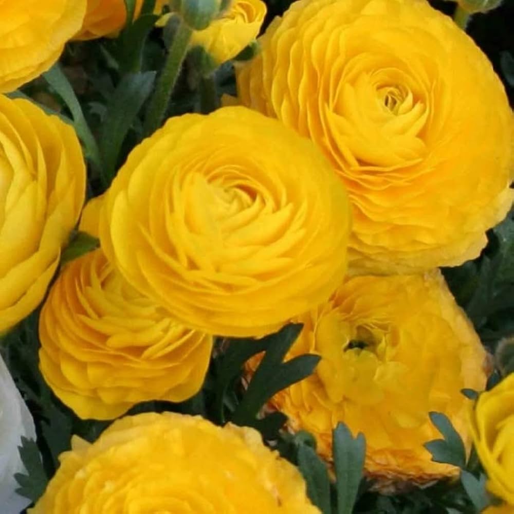 ranunculus asiaticus flower seeds