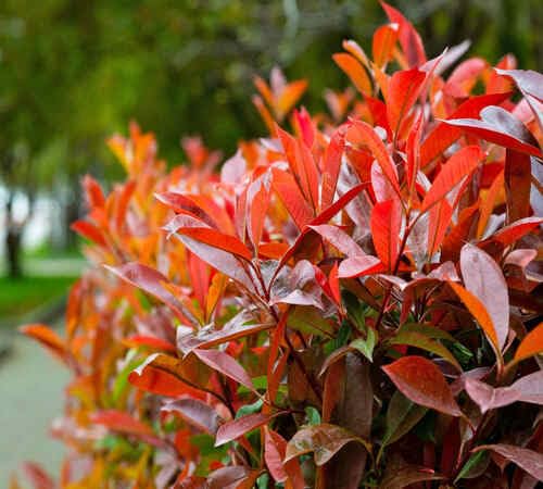 photinia heirloom non-gmo seeds