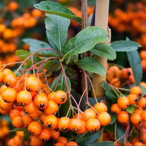 Pyracantha Seeds – Heirloom, Non-GMO, High Germination Organic Garden Seeds