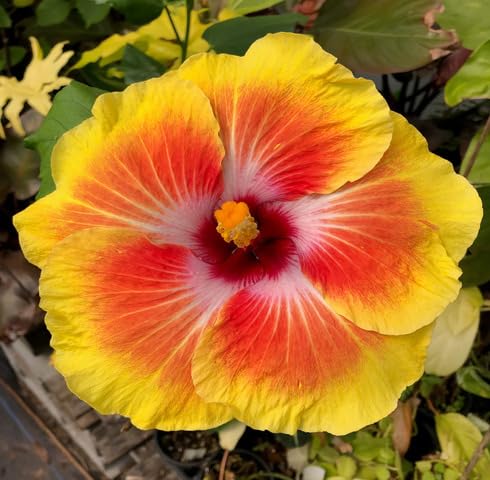 Yellow Orange Hibiscus Flower Seeds – Heirloom, Non-GMO, High Germination Seeds