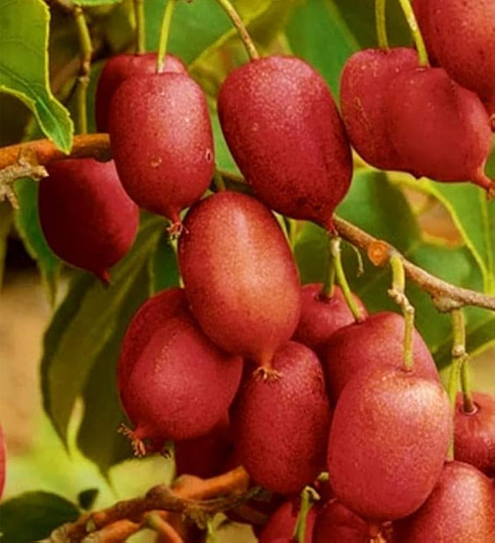 Kiwi-Samen, bunte, samenfeste, gentechnikfreie, keimfreudige Bio-Gartensamen zum Pflanzen