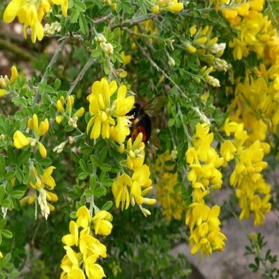 genista flower flower seeds