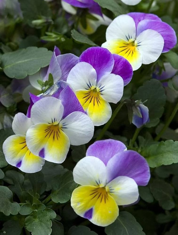 Tricolor Pansy Flower Seeds – Heirloom, Non-GMO, High Germination Organic Seeds
