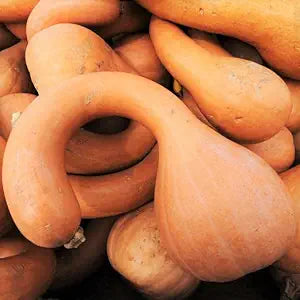 neck pumpkin flower seeds