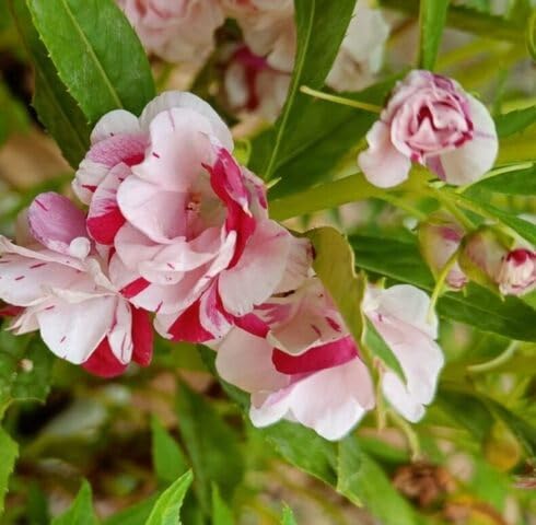 Pink White Balsam Flower Seeds Heirloom Non-GMO High Germination Organic Garden Seeds for Planting