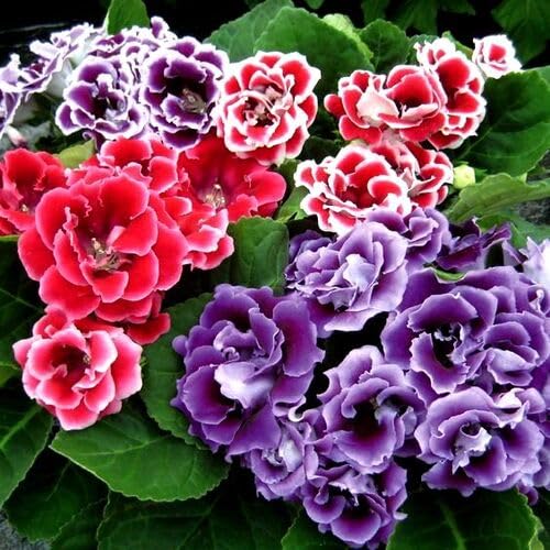 Gloxinia Flower Seeds – Heirloom, Non-GMO, High Germination Organic Garden Seeds for Planting