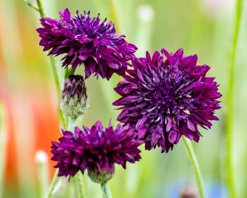 Purple Centaurea Cyanus Flower Seeds for Planting – Heirloom Non-GMO High Germination Organic Garden Seeds Seeds for Planting