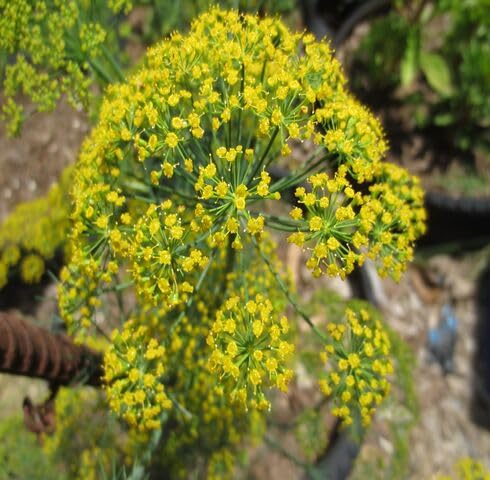 Green Yellow Dill Bouquet Plant Seeds for Planting – Heirloom, Non-GMO