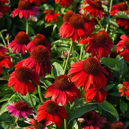 coneflower flower heirloom non-gmo seeds