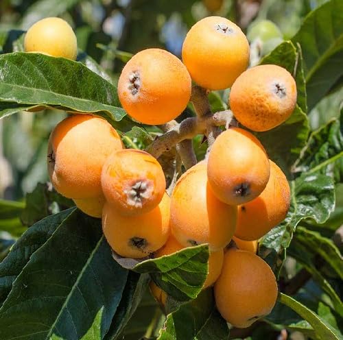 Yellow Loquat Seeds – Heirloom, Non-GMO, High Germination Organic Garden Seeds
