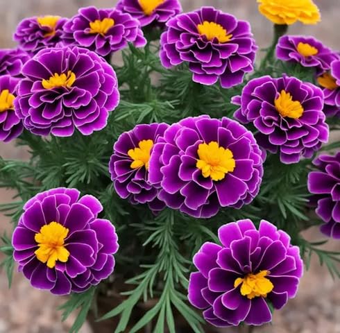 Purple Marigold Flower Seeds – Heirloom, Non-GMO, High Germination Organic Garden Seeds for Planting Seeds for Planting