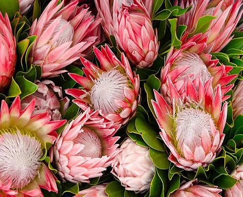 Protea Flower Seeds Red Heirloom Non-GMO High Germination Organic Garden Seeds for Planting