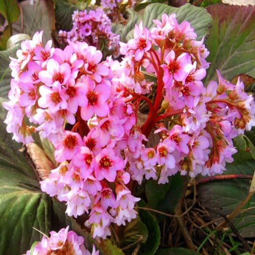 Pink Bergenia Cordifolia Flower Seeds Heirloom Non-GMO High Germination Organic Garden Seeds