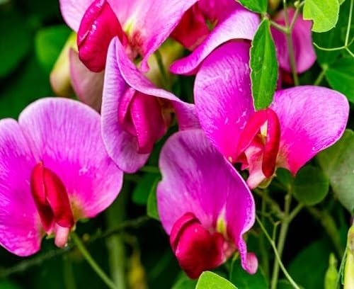 Lathyrus Flower Seeds Pink For Gardening – Heirloom, Non-GMO, High Germination Organic Garden Seeds for Planting
