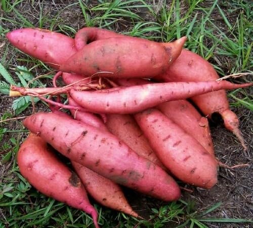 Sweet Potato Pink Seeds – Heirloom, Non-GMO, High Germination Organic Garden Seeds Planting