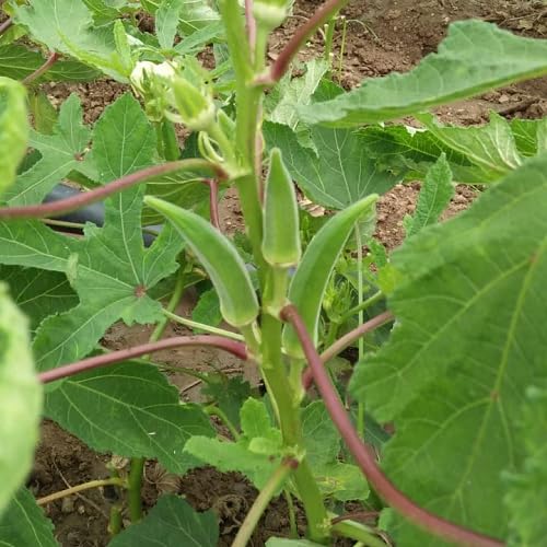 Okra Seeds – Heirloom, Non-GMO, High Germination Organic Garden Seeds Planting