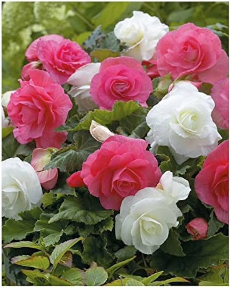 mixed begonia flower seeds