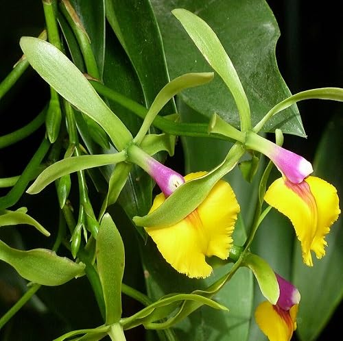 Yellow Epicattleya Flower Seeds – Heirloom Non-GMO High Germination Organic Seeds