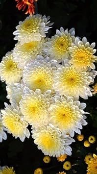 chrysanthemumfloweryellowwhiteheirloomnongmo flower seeds