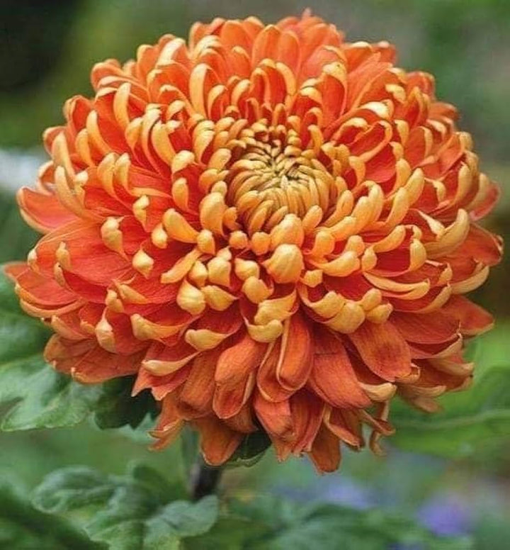 Orange Giant Chrysanthemum Flower Seeds – Heirloom, Non-GMO, High Germination Organic Seeds