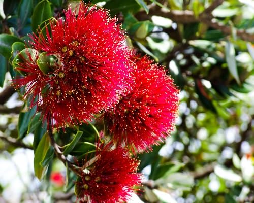 Red Pohutukawa Flowers Seeds – Heirloom, Non-GMO, High Germination Organic Garden Seeds for Planting