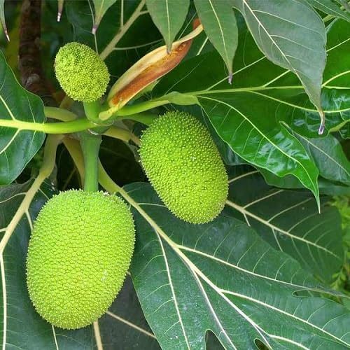 Breadfruit Seeds Green Heirloom Non-GMO High Germination Organic Garden Seeds for Planting