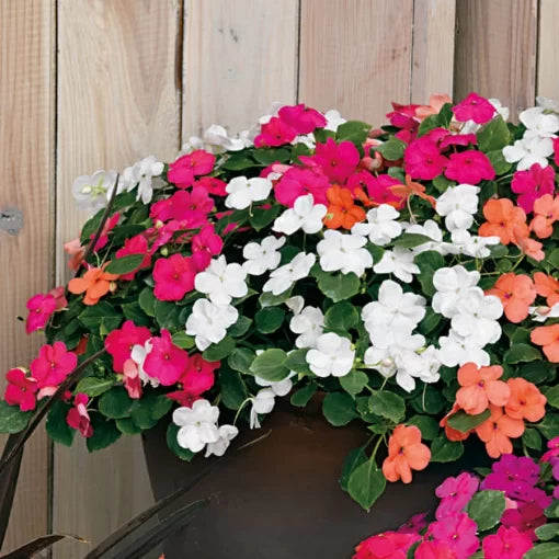 hybrid impatiens flower seeds
