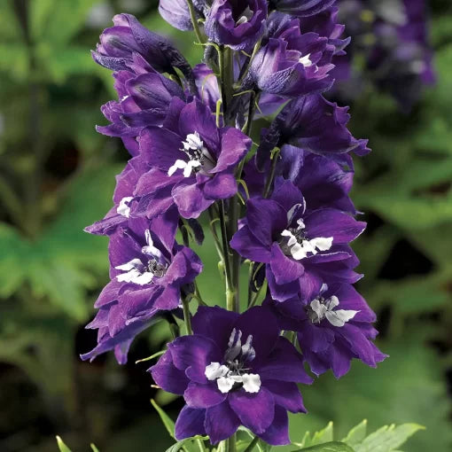 blue white flower seeds