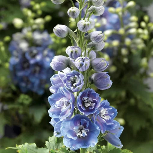 blue white flower seeds