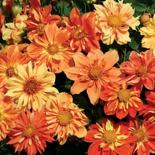 sunny reggae flower seeds