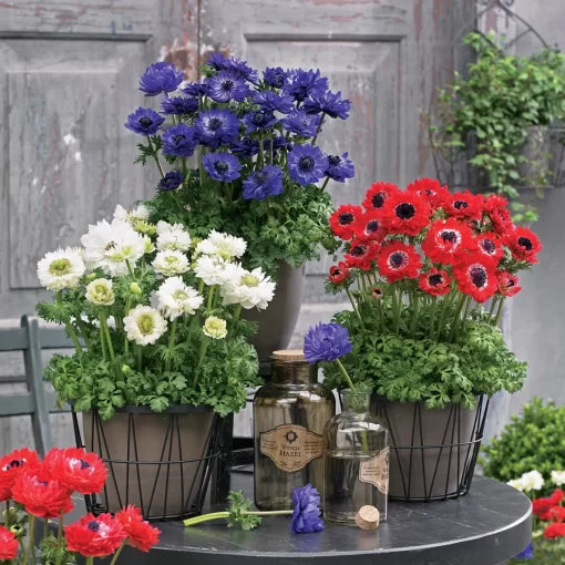 double mix flower seeds