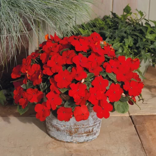red cherry flower seeds