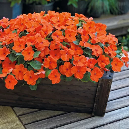 orange orange flower seeds