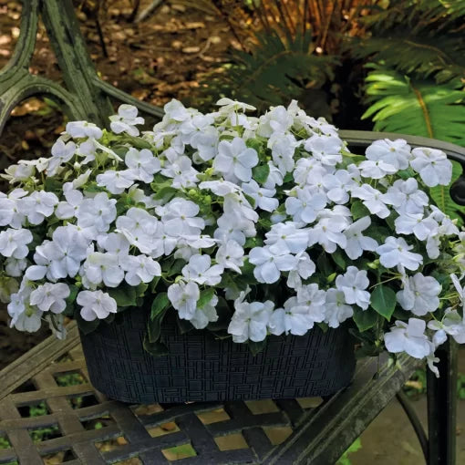 white white flower seeds