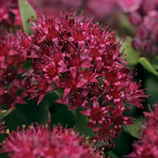 red sedum flower seeds